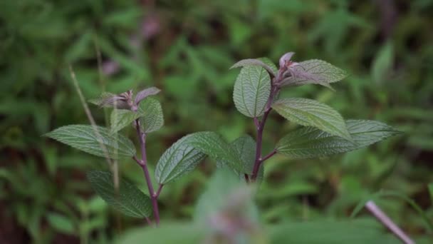 Spiraea japonica (japán meadowsweet, japán spirea). Hagyományos gyógyászatként használták a bennszülöttek, és a növények kivonatait bioaktívnak találták. - Felvétel, videó