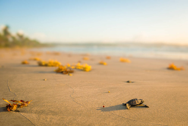 Lattuggine tartaruga baby leatherback in viaggio verso la spiaggia di Trinidad e Tobago al tramonto - Foto, immagini