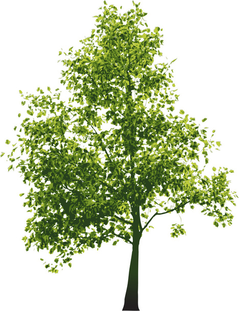 vektör yeşil ağaç - Vektör, Görsel