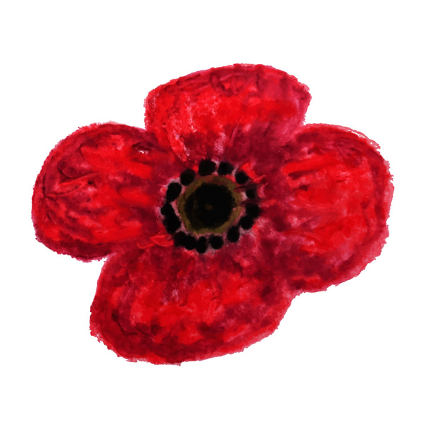Red Watercolor Poppy - Vector, Image