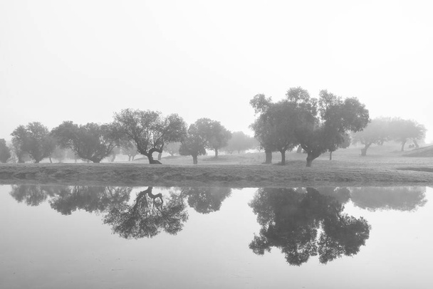 Landscape with fogin in Dehesa de la Luz. - Photo, Image