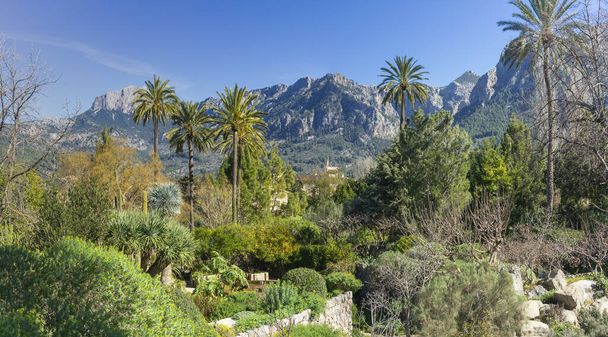 Lush greenery and towering palms grace this serene valley garden, with the rugged Serra de Tramuntana looming in the distance - Photo, Image