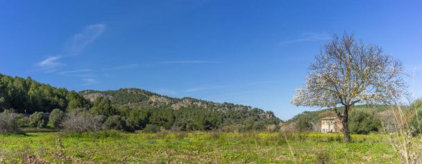 Çiçek açan badem ağaçları, açık gökyüzü tarafından çerçevelenmiş barışçıl bir Majorcan kırsalına baharın gelişinin habercisidir. - Fotoğraf, Görsel