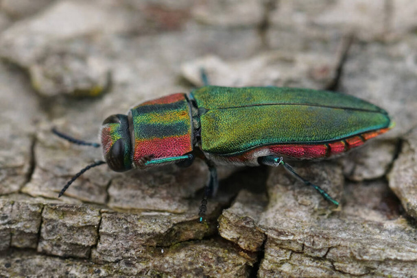 Primer plano detallado natural sobre un colorido escarabajo metálico verde y rojo, Anthaxia hungarica sentado sobre madera - Foto, imagen
