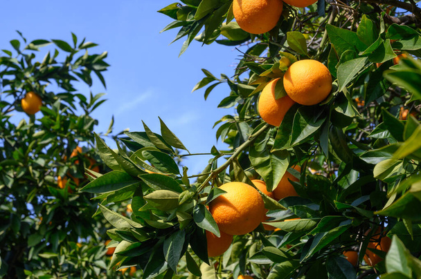 ζουμερά πορτοκάλια το χειμώνα στην Κύπρος 2 - Φωτογραφία, εικόνα