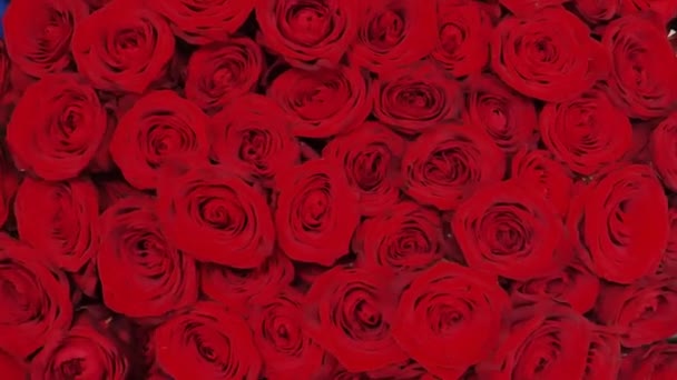 Ramo de San Valentín. Regalo romántico de flores. ramo de cien rosas rojas. Imágenes de 4k - Metraje, vídeo