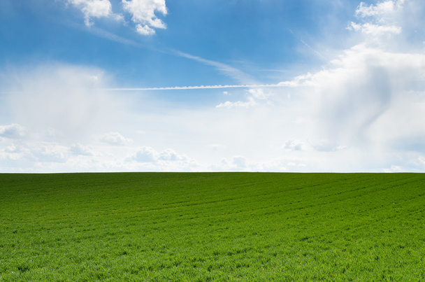 grasveld en blauwe lucht - Foto, afbeelding