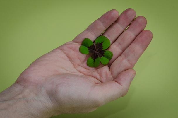 clover in hand - Photo, Image