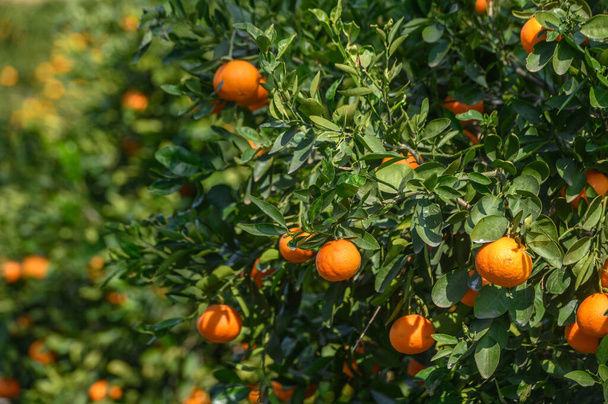 ζουμερά πορτοκάλια σε κλαδιά δέντρων στην Κύπρος - Φωτογραφία, εικόνα
