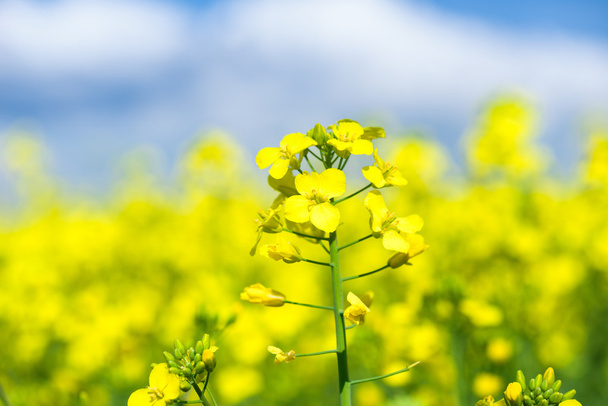 Yellow flower rapeseed field - Photo, Image