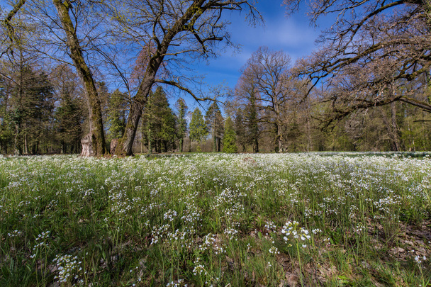 Wild flowers on a sunny day, in spring - Photo, Image