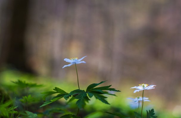 Ormanda yabani çiçekler - Fotoğraf, Görsel
