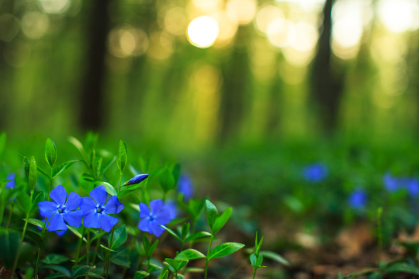 дикі квіти в лісі
 - Фото, зображення