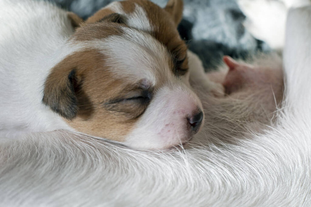 Милый новорожденный щенок Джек Рассел Терьер мочит сосок матери. - Фото, изображение