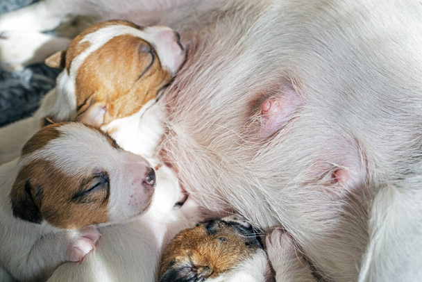 Слепой милый новорожденный Джек Рассел Терьер щенок мочит сосок своей матери - Фото, изображение