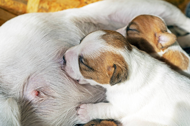かわいい新生のジャック・ラッセル・テリアの子犬が母親の乳首を洗う - 写真・画像