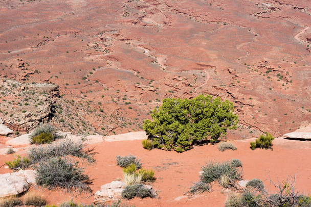 Piante del deserto che crescono lungo il bordo del canyon nel Canyonlands National Park - Moab, Utah, USA - Foto, immagini