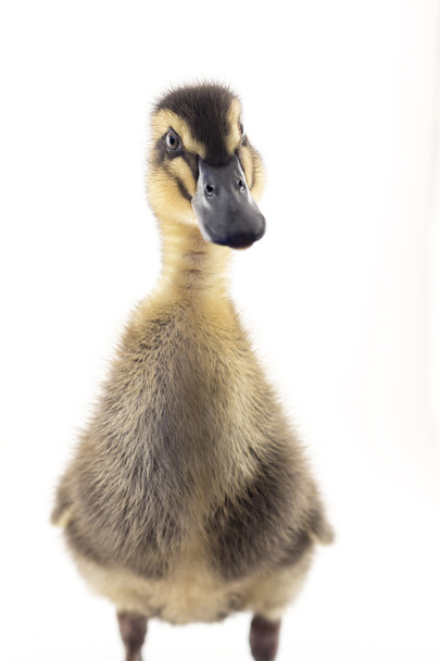 Amerikan Pekin ördek yavrusu - Fotoğraf, Görsel