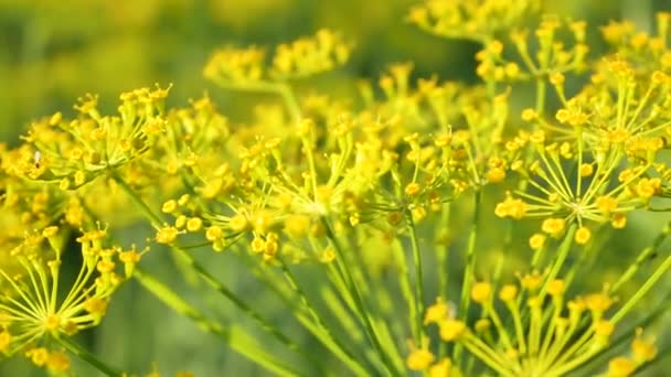 美しいジューシーな黄色い花が夏の牧草地に咲いています. サマーステージ. - 映像、動画