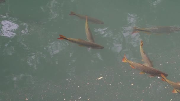 ブラジルのボニート近くのエメラルドグリーンで泳ぐ魚,リラックスのための人気の旅行先とスパ. - 映像、動画