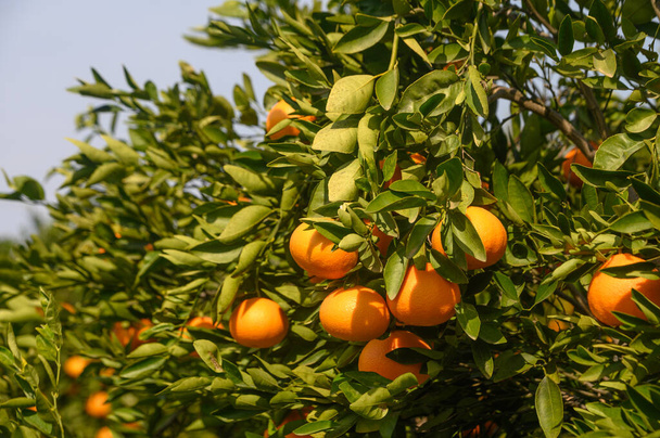 ζουμερά πορτοκάλια σε κλαδιά δέντρων στην Κύπρος 7 - Φωτογραφία, εικόνα