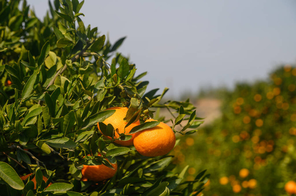 ζουμερά μανταρίνια σε κλαδιά δέντρων στην Κύπρο 6 - Φωτογραφία, εικόνα