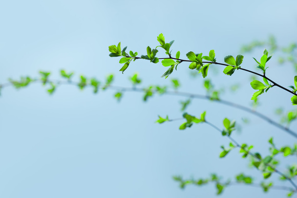 Green Branches - 写真・画像