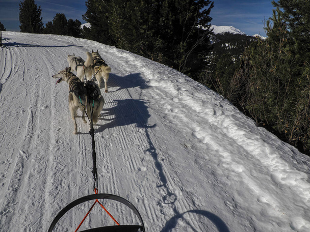 Έλκηθρο σκυλί με husky σκυλιά στο χιόνι βουνά λευκό φόντο σε δολομίτες για ηλιόλουστη μέρα θέα από το έλκηθρο με τα σκυλιά που τρέχουν. - Φωτογραφία, εικόνα