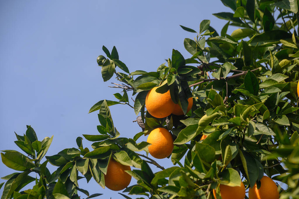 ζουμερά πορτοκάλια σε κλαδιά δέντρων στην Κύπρος 15 - Φωτογραφία, εικόνα
