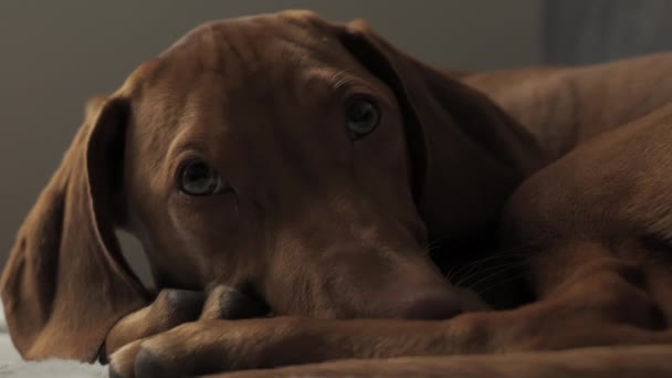 Primer plano del hocico: un lindo perro húngaro soñoliento Vizsla se encuentra en el sofá en casa. - Metraje, vídeo