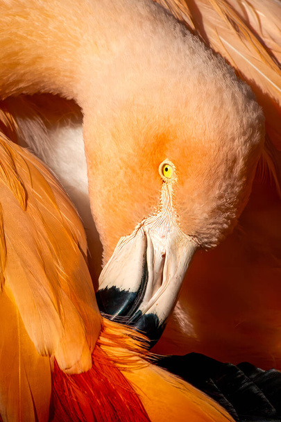 Intense Gaze of a Vibrant Flamingo in Close-Up while grooming - Photo, Image