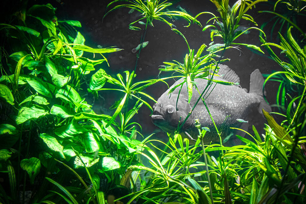 Одинокая Пиранья среди живых водных растений под водой - Фото, изображение