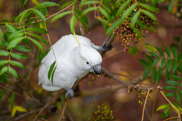 Папуга кокату сидить на гілці зеленого дерева в Австралії. Сульфур-крепінг Cacèmeita. Великий білий і жовтий какао з зеленим фоном природи - Фото, зображення