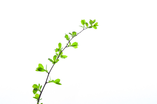 Green Branch - Foto, Imagen