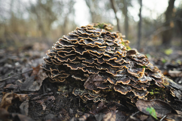 muchos parásitos de hongos que crecen en un árbol o un muñón Trametes versicolor - Foto, Imagen