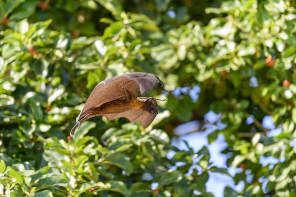 Latający Lis na Malediwach. Latający nietoperz. Lis siwy (Pteropus poliocephalus)). - Zdjęcie, obraz