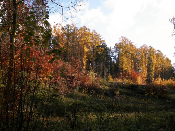 Güzel Polonya altın sonbaharı. Altın, sonbahar ağaçları beyaz bulutlu mavi gökyüzüne karşı. Doğa ve seyahat kavramı. - Fotoğraf, Görsel