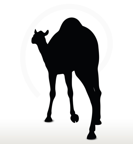 camel in Walking pose - Vector, Image