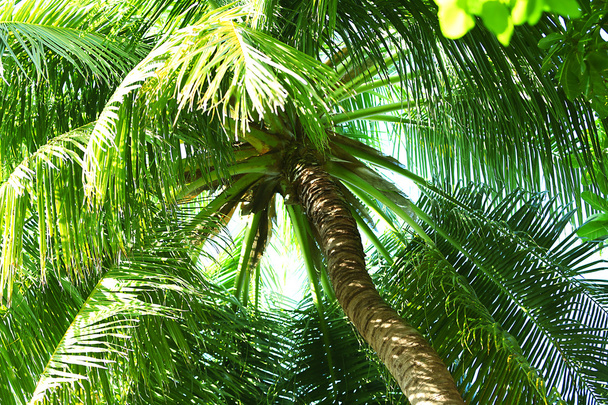 Palm leaves and blue sky, in resort - Fotografie, Obrázek