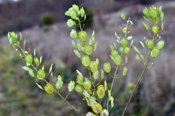 У природі серед диких трав виростає арвент Текіпі
 - Фото, зображення