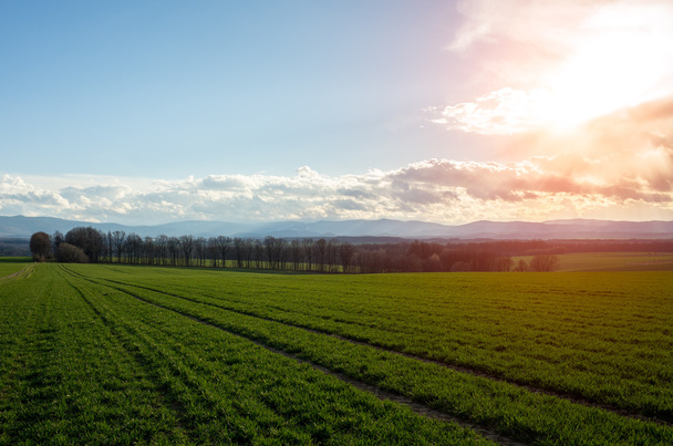Закат на пшеничном поле
 - Фото, изображение