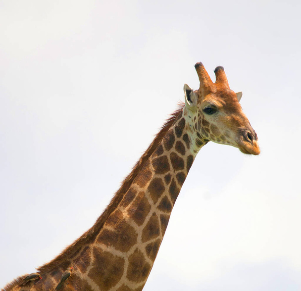 Жираф, Жираф Camelopardalis. Африканское копытное млекопитающее, самое высокое из всех существующих видов наземных животных, и самое крупное жвачное. - Фото, изображение