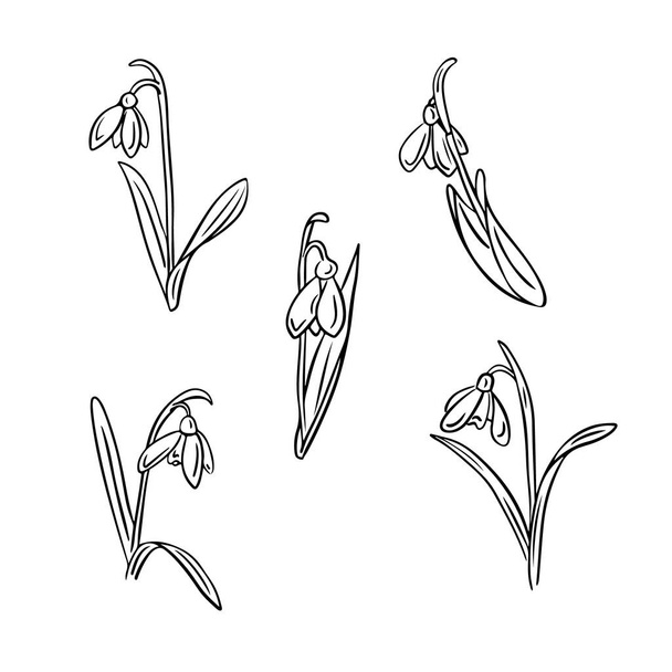 Black outline hand drawn doodle set of snowdrop flowers. Sketchy black contour flowering plant on white background. Ideal for coloring pages, tattoo, pattern - Vector, Image