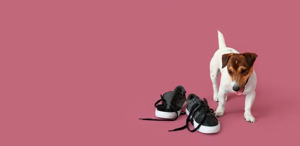 Αστείο άτακτο σκυλί παίζει με τα παπούτσια σε ροζ φόντο με χώρο για κείμενο - Φωτογραφία, εικόνα