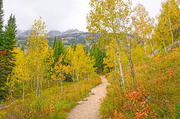 Aspen en los colores del otoño en las montañas
 - Foto, imagen