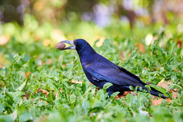 Rook bird with walnut in his beak (Corvus frugilegus) - Photo, Image