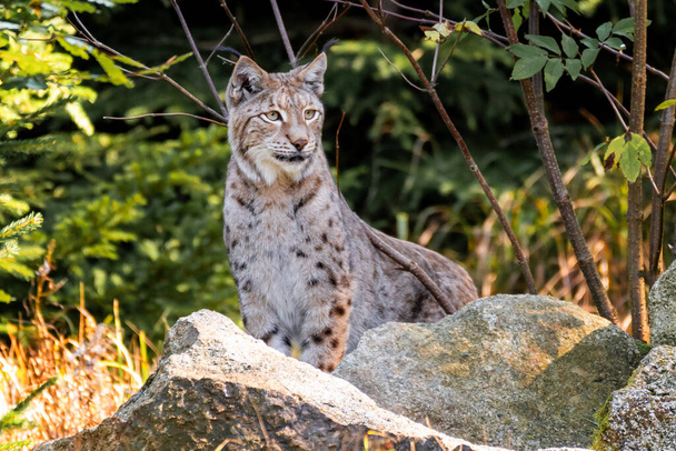 Az eurázsiai hiúz (Lynx lynx) egyike a négy létező faj belül a közepes méretű vad macska nemzetség Lynx. Széles körben elterjedt Észak-, Közép- és Kelet-Európából Közép-Ázsiába és Szibériába, a Tibeti-fennsíkra és a Himalájába. Ez... - Fotó, kép