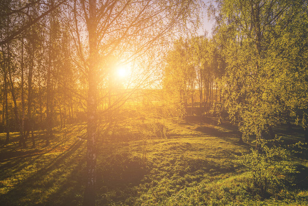Tramonto o alba in una foresta di betulle primaverili con giovani foglie luminose che brillano ai raggi del sole e ombre dagli alberi. Film d'epoca estetico. Primavera paesaggio rurale. - Foto, immagini