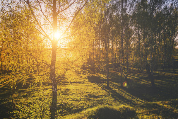 Puesta de sol o salida del sol en un bosque de abedules de primavera con un follaje joven brillante que brilla en los rayos del sol y las sombras de los árboles. Estética de cine vintage. Paisaje rural de primavera. - Foto, imagen