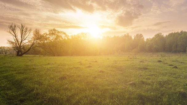 Tramonto o alba in un campo primaverile con erba verde, salici, nebbia e cielo nuvoloso. Primavera paesaggio rurale. Vintage film estetico. - Foto, immagini
